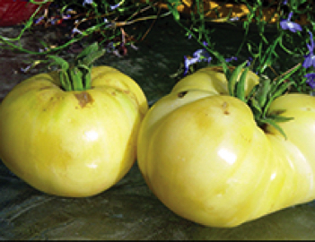 great white heirloom tomato